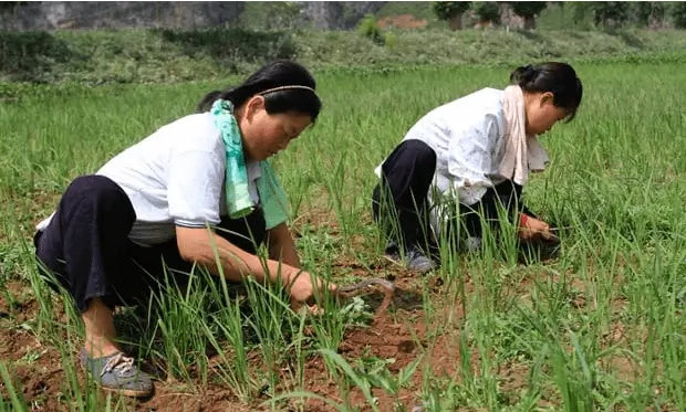 farmer top jobs in north korea